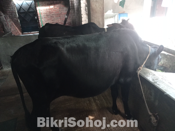 Fram Cow
